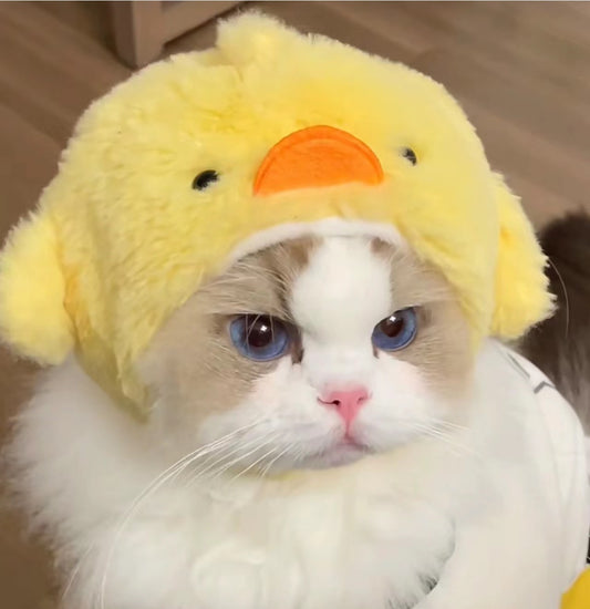 Cute Chick Hat for Cats and Dogs - Chick